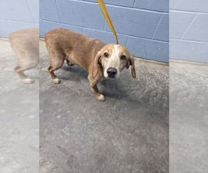 Beagle Dogs for adoption in Evansville, IN, USA