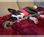 Small #1 American Pit Bull Terrier Mix