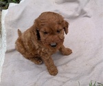 Small Photo #53 Irish Doodle Puppy For Sale in GOSHEN, IN, USA