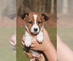 Small Photo #8 Beagle-Shetland Sheepdog Mix Puppy For Sale in MEADVILLE, PA, USA