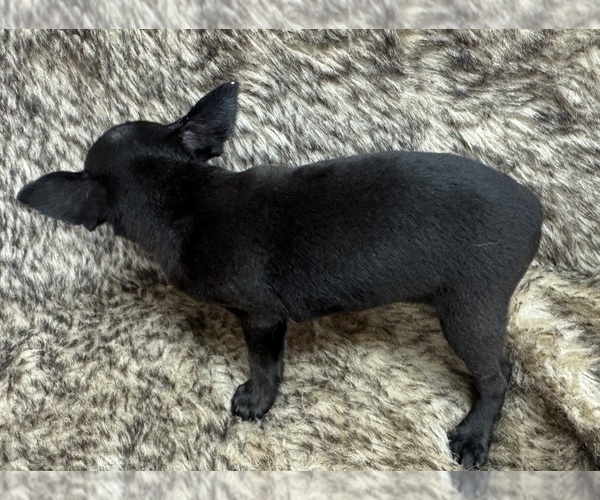 Medium Photo #3 Rat Terrier Puppy For Sale in WHITAKERS, NC, USA