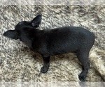 Small #2 Rat Terrier