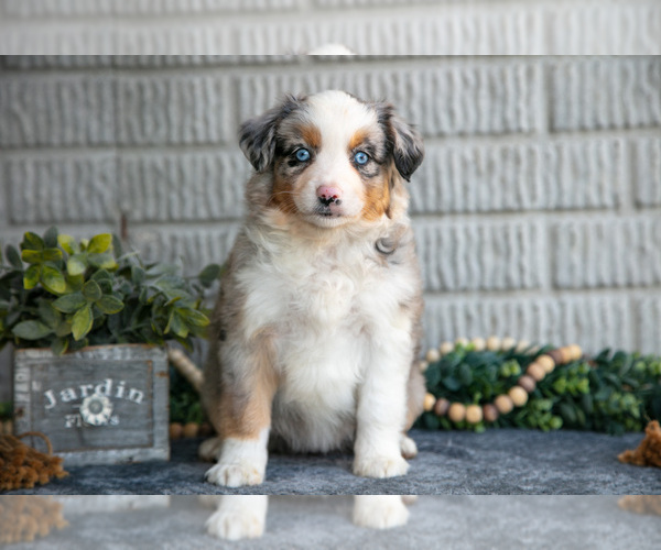 Medium Photo #21 Miniature Australian Shepherd Puppy For Sale in BALTIC, OH, USA