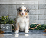 Small Photo #21 Miniature Australian Shepherd Puppy For Sale in BALTIC, OH, USA