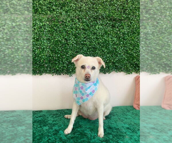 Medium Photo #1 Mutt Puppy For Sale in New York, NY, USA