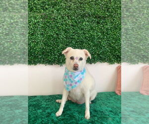 Mutt Dogs for adoption in New York, NY, USA