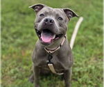 Small American Pit Bull Terrier