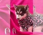 Small #2 Siberian Husky