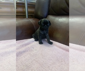 Pug Puppy for sale in BEATTYVILLE, KY, USA
