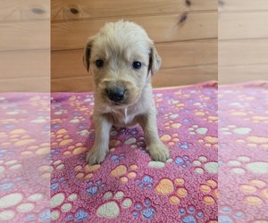 Golden Retriever Puppy for sale in WILLIAMSTOWN, KY, USA