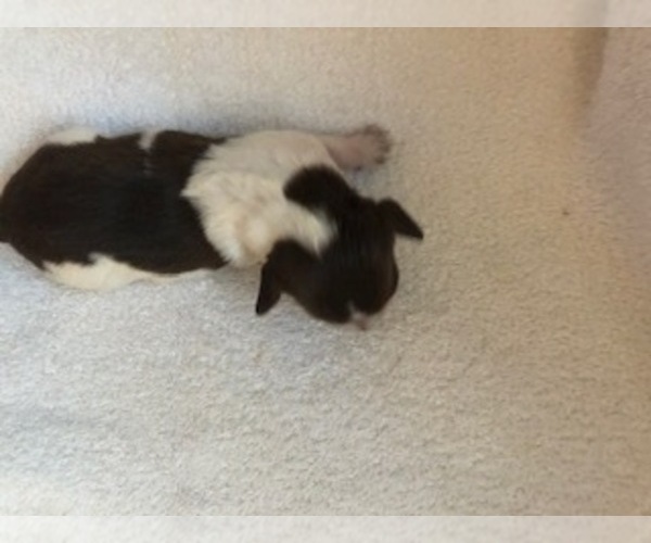 Medium Photo #1 Brittany Puppy For Sale in TITUSVILLE, FL, USA