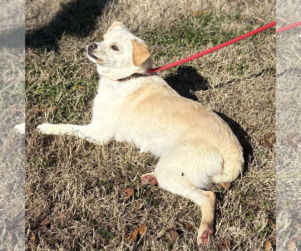 Medium Photo #3 Chihuahua-Unknown Mix Puppy For Sale in Yardley, PA, USA
