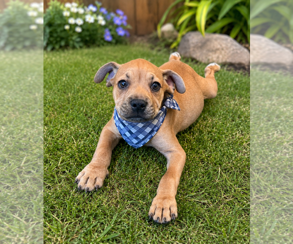 Medium Photo #3 Chug Puppy For Sale in Phoenix, AZ, USA