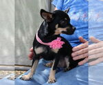 Small #1 French Bullhuahua