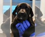 Small #5 Great Dane-Labrador Retriever Mix