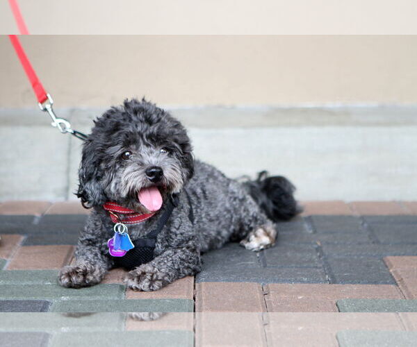 Medium Photo #4 Poodle (Miniature)-Unknown Mix Puppy For Sale in Mission Viejo, CA, USA