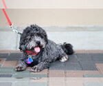 Small #3 Poodle (Miniature) Mix