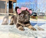 Small #7 French Bulldog