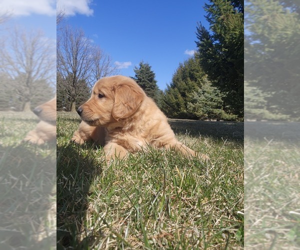 Medium Photo #34 Golden Retriever Puppy For Sale in GREENWOOD, WI, USA