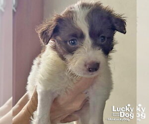 Border Collie-Unknown Mix Dogs for adoption in Washington, DC, USA