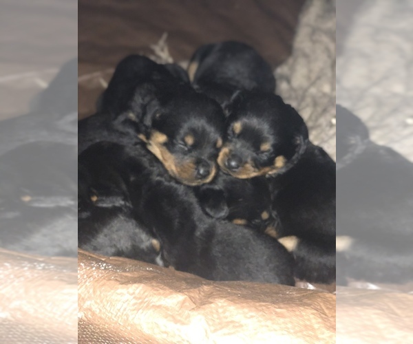Medium Photo #1 Rottweiler Puppy For Sale in EAST WILLINGTON, CT, USA