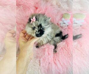 Pomeranian Puppy for sale in TAMPA, FL, USA