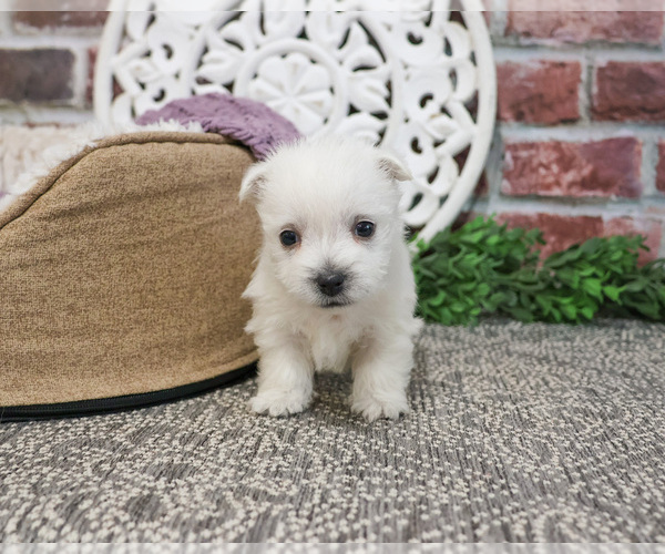 Medium Photo #5 West Highland White Terrier Puppy For Sale in SYRACUSE, IN, USA