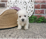 Small #4 West Highland White Terrier
