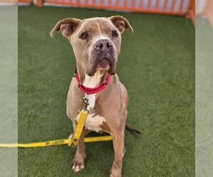 Mutt Dogs for adoption in Las Vegas, NV, USA