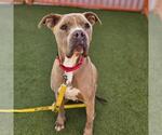 BEZEL - Male Mutt Dog for Adoption - Small photo