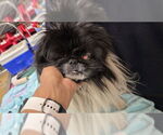 Small Pekingese Mix