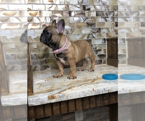 French Bulldog Puppy for sale in HOUSTON, TX, USA