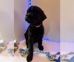 Puppy Pink Schnoodle (Giant)