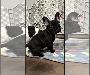 French Bulldog Puppy for sale in CLEMENTON, NJ, USA
