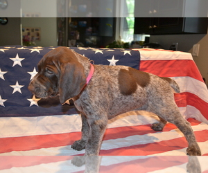 German Shorthaired Pointer Puppy for sale in VACAVILLE, CA, USA