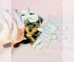 Small Photo #17 Yorkshire Terrier Puppy For Sale in PEMBROKE PINES, FL, USA