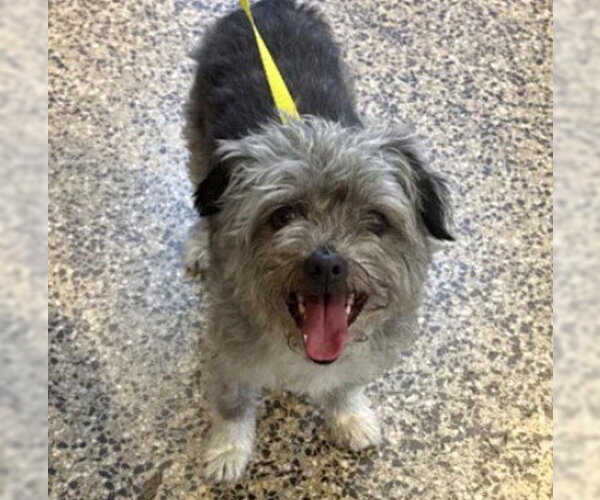 Medium Photo #1 Shih Tzu-Unknown Mix Puppy For Sale in Tracy, CA, USA