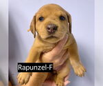 Small #1 Catahoula Leopard Dog