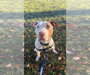 Jordan - Female Mutt Dog for Adoption - Photo #2