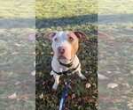 Small Photo #2 Mutt Puppy For Sale in Gloversville, NY, USA