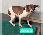 Small Affenpinscher-American Pit Bull Terrier Mix