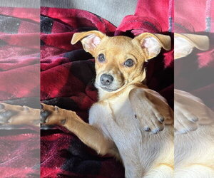 Pumpkin - Female Cheagle Dog for Adoption - Photo #3