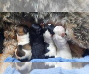 Maltipoo Litter for sale in BROOKFIELD, MO, USA