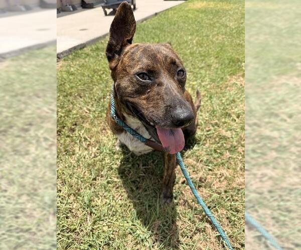 Medium Photo #1 Mutt Puppy For Sale in Corpus Christi, TX, USA
