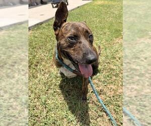 Mutt Dogs for adoption in Corpus Christi, TX, USA