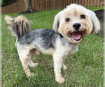 Small #1 Mutt