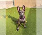 Small #1 Mutt