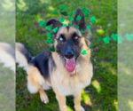 Small Photo #6 German Shepherd Dog-Unknown Mix Puppy For Sale in Ventura, CA, USA