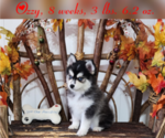Puppy 2 Pomsky