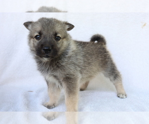 Norwegian Elkhound Puppy for sale in SHILOH, OH, USA